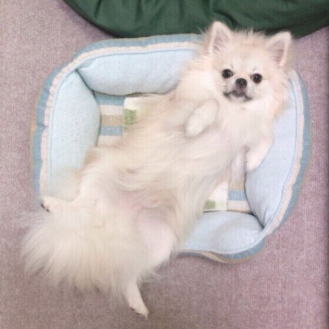 甘えん坊な犬の特徴とは 感じやすいストレスと対処法も いぬのきもちweb Magazine 甘えん坊な犬の特徴とは 感じやすいストレスと対処法も いぬのきもちweb Magazine