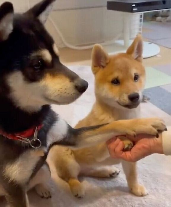 「オテ」の練習をする幸来くんと、できるアピールをする福来ちゃん