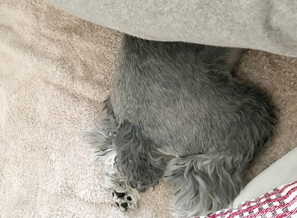 寝そべるミニチュア・シュナウザー