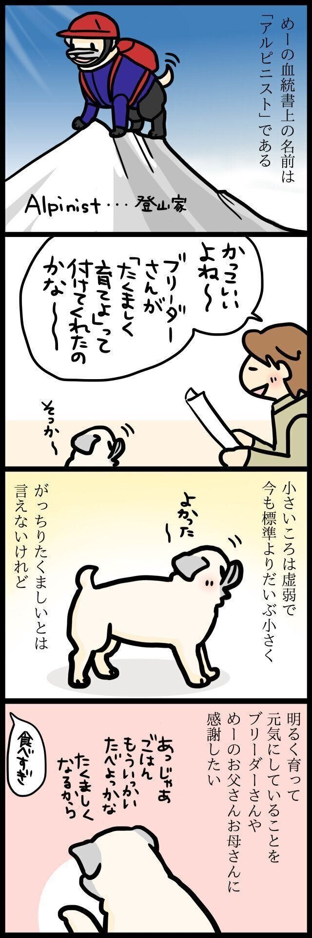 【連載】パグ犬めー