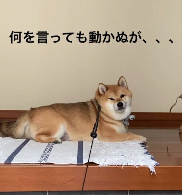 散歩拒否中のこてつくん