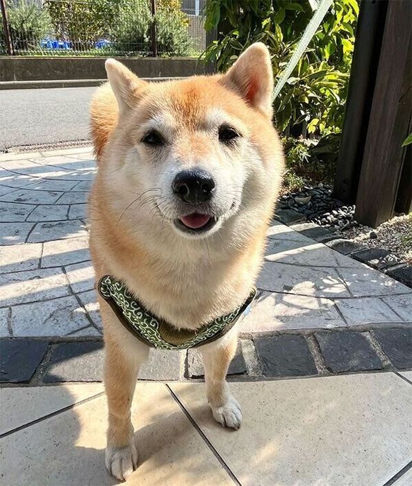 おじいちゃんのような表情が可愛いこじろうくん