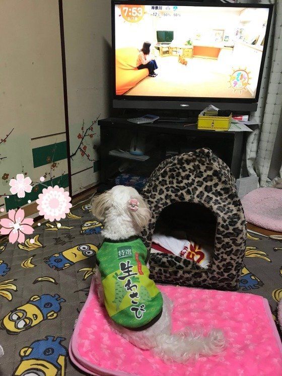 テレビを見る、まるちゃん