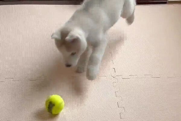ボール遊びの楽しさに気づいたアシㇼちゃん