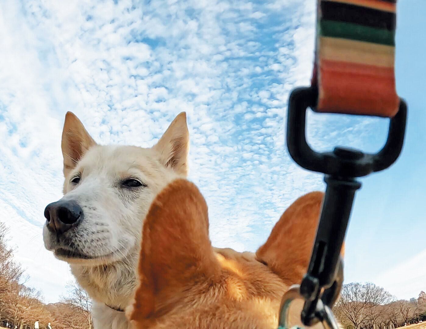 犬が苦手なら恐怖