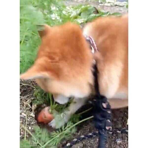 ニンジンの収穫をするコロちゃん
