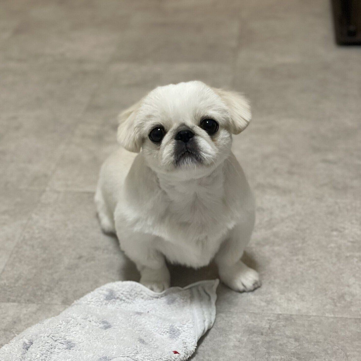 「今日も可愛かったね」と投稿された写真
