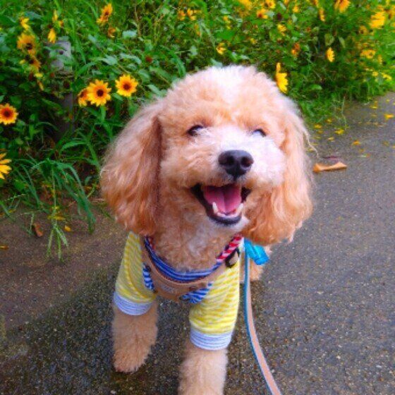 トイ・プードルのハービーくん