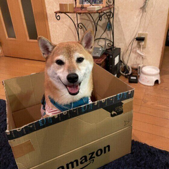 段ボールのなかで鳴く柴犬