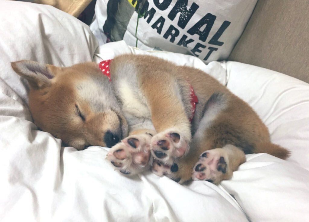 気持ちよさそうに眠るこぶしくん