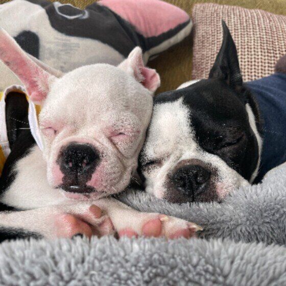 2匹で顔を寄せ合って眠っているボストン・テリアの顔アップ