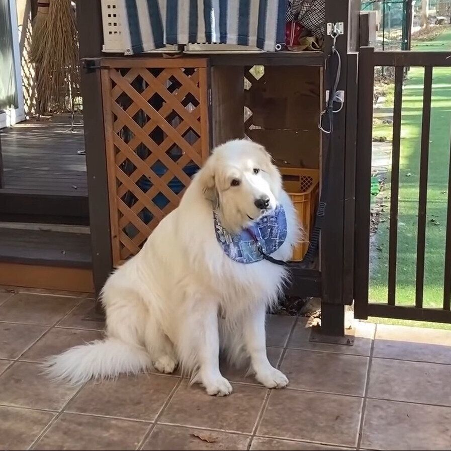 首をかしげるアラン君