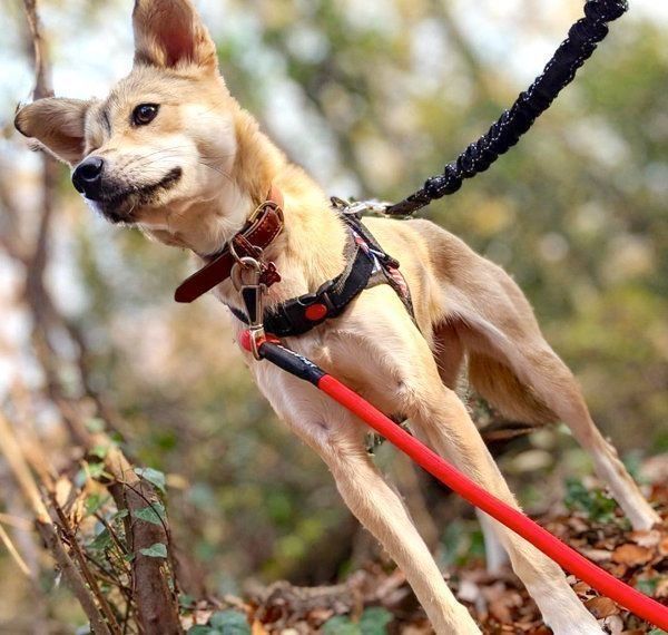 元保護犬・MIXのめるちゃん