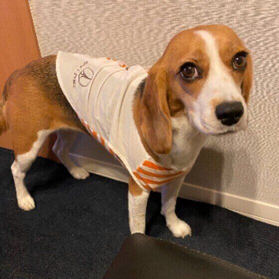 見つめるビーグル