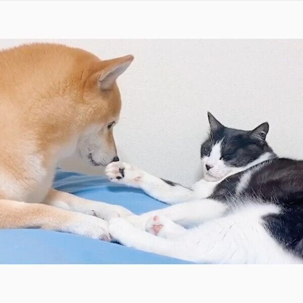 猫の肉球のにおいをかぐ柴犬
