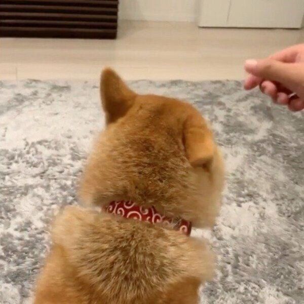 耳が動いてしまう味噌ちゃん