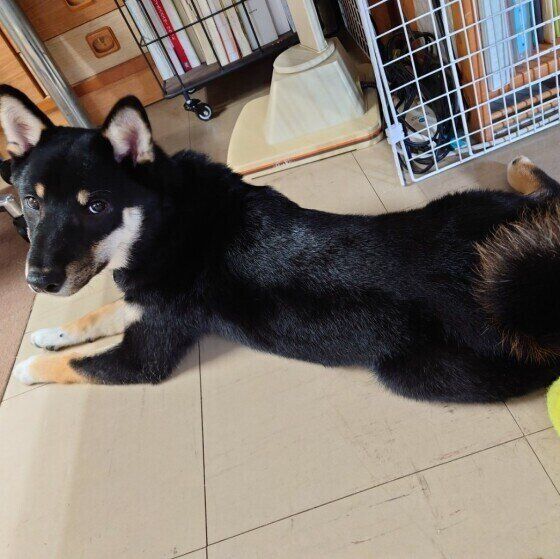 つやつや自慢の黒柴くろくん