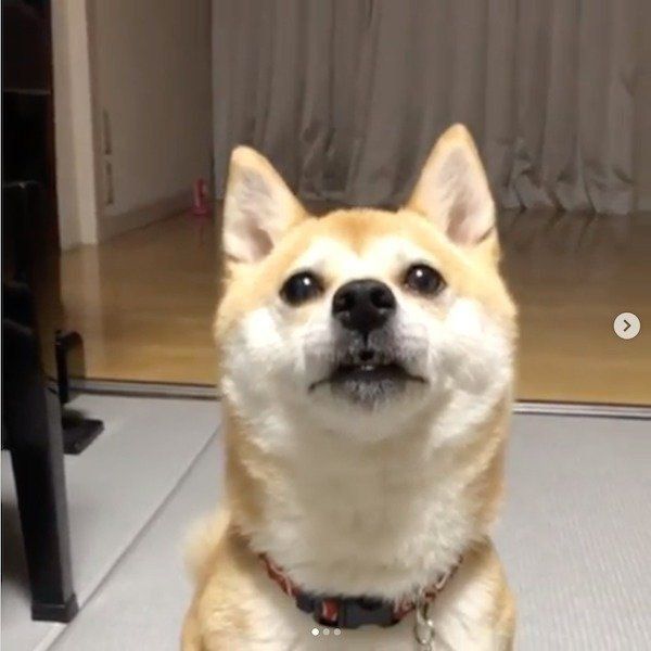 変顔しちゃう柴犬