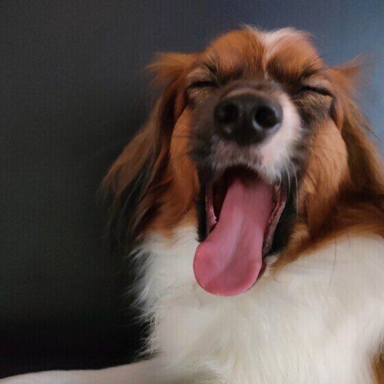 パピヨンのスカくん