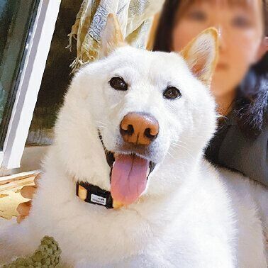 M.I.さん家のウルくんは、散歩が大好き。１日に３回家族が交代で散歩に連れていってくれます