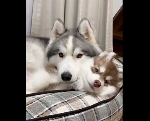 まったりするアポロくん、コスモくん