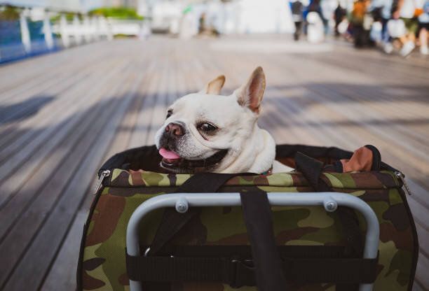 私のフランスのブルドッグはバギーが好き