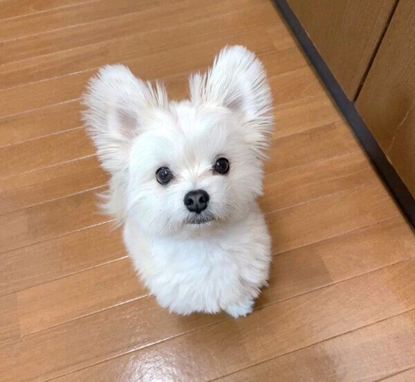 見つめるぽんたくん