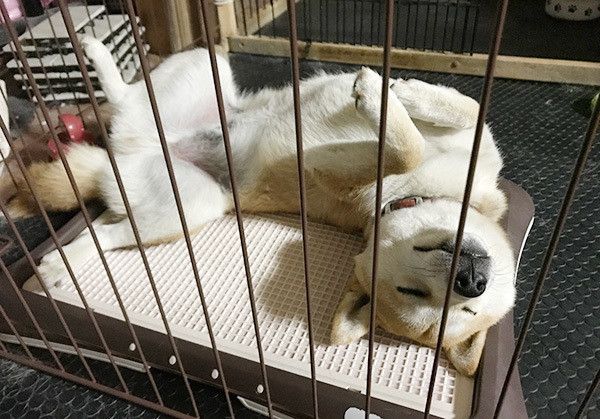 眠る柴犬