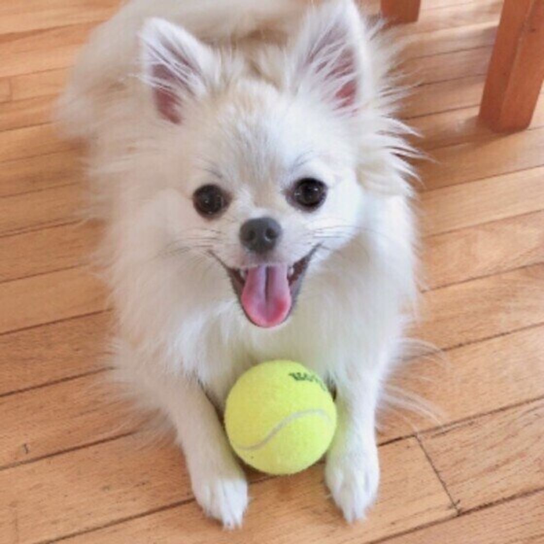 近過ぎも遠過ぎもng 愛犬との 理想的な距離感 とは いぬのきもちweb Magazine 近過ぎも遠過ぎもng 愛犬との 理想的な距離感 とは いぬのきもちweb Magazine