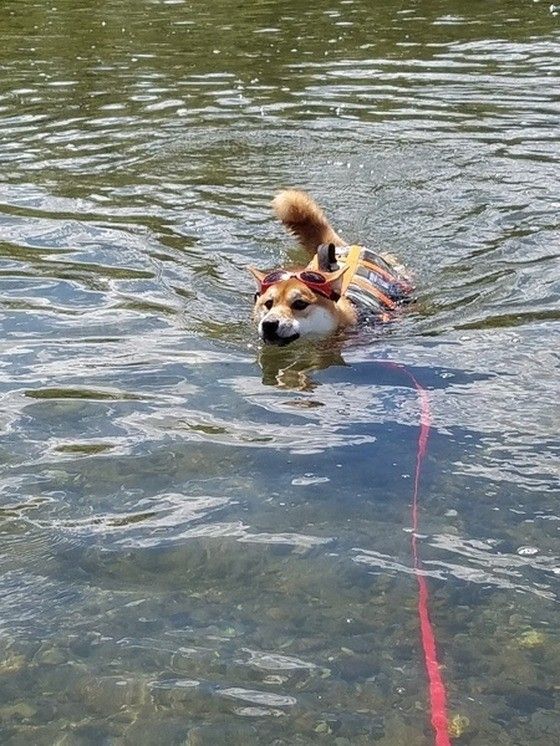 海で泳ぐ柴犬