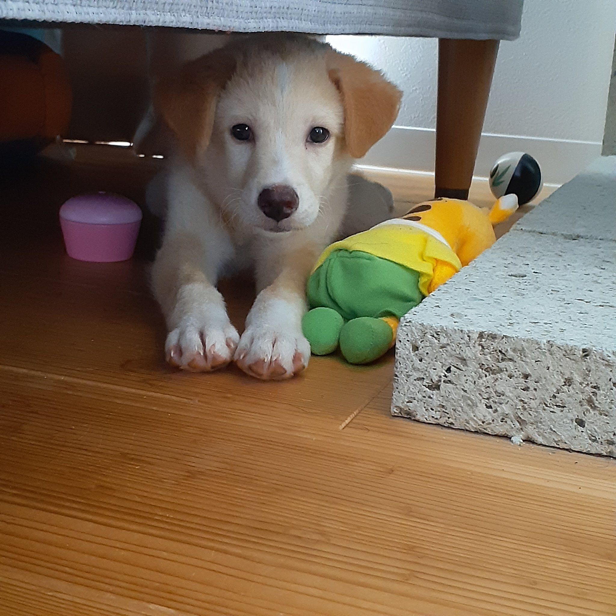 おうちに来てすぐの頃の犬（3ヵ月）