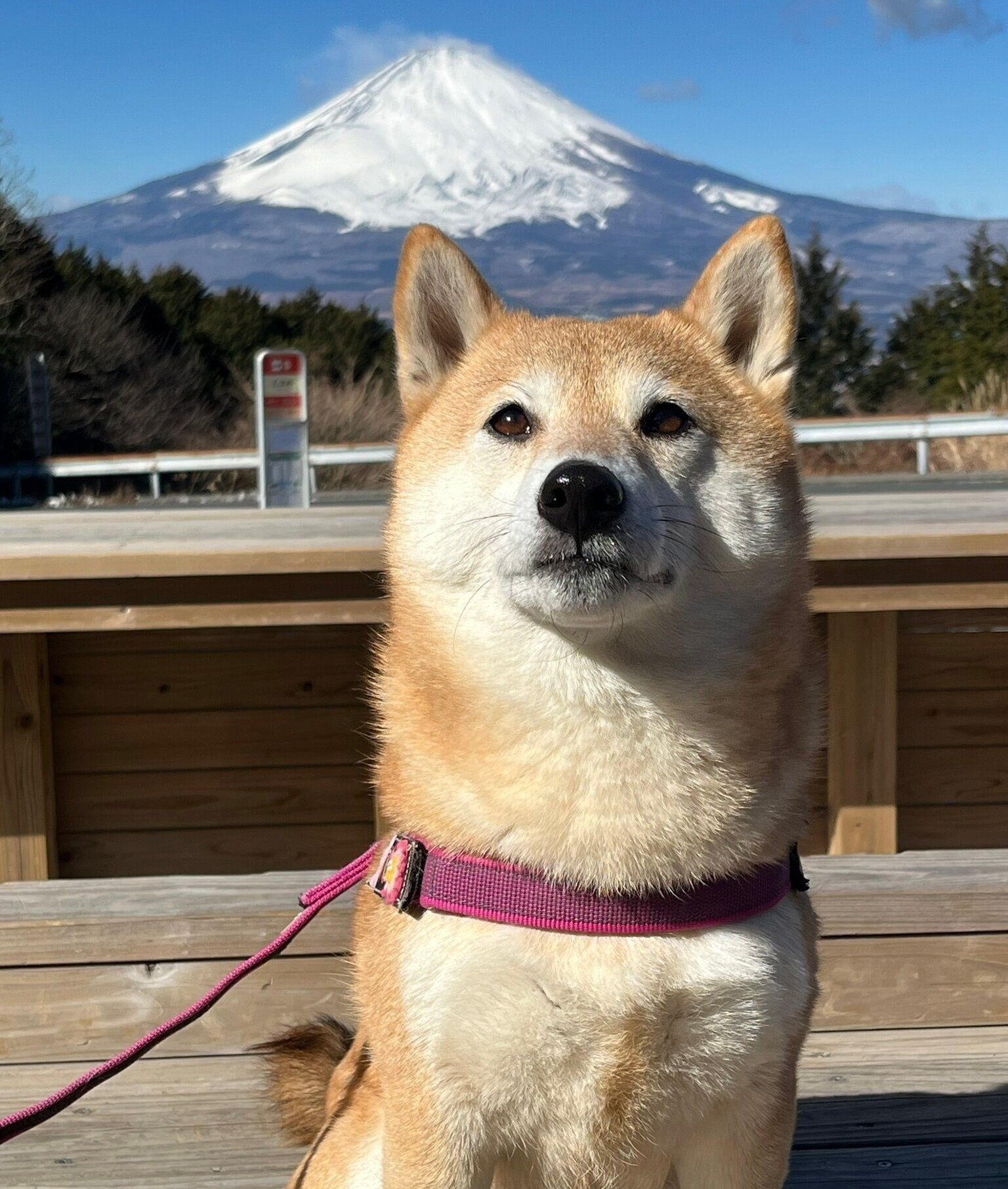 お出かけを楽しむおとちゃん
