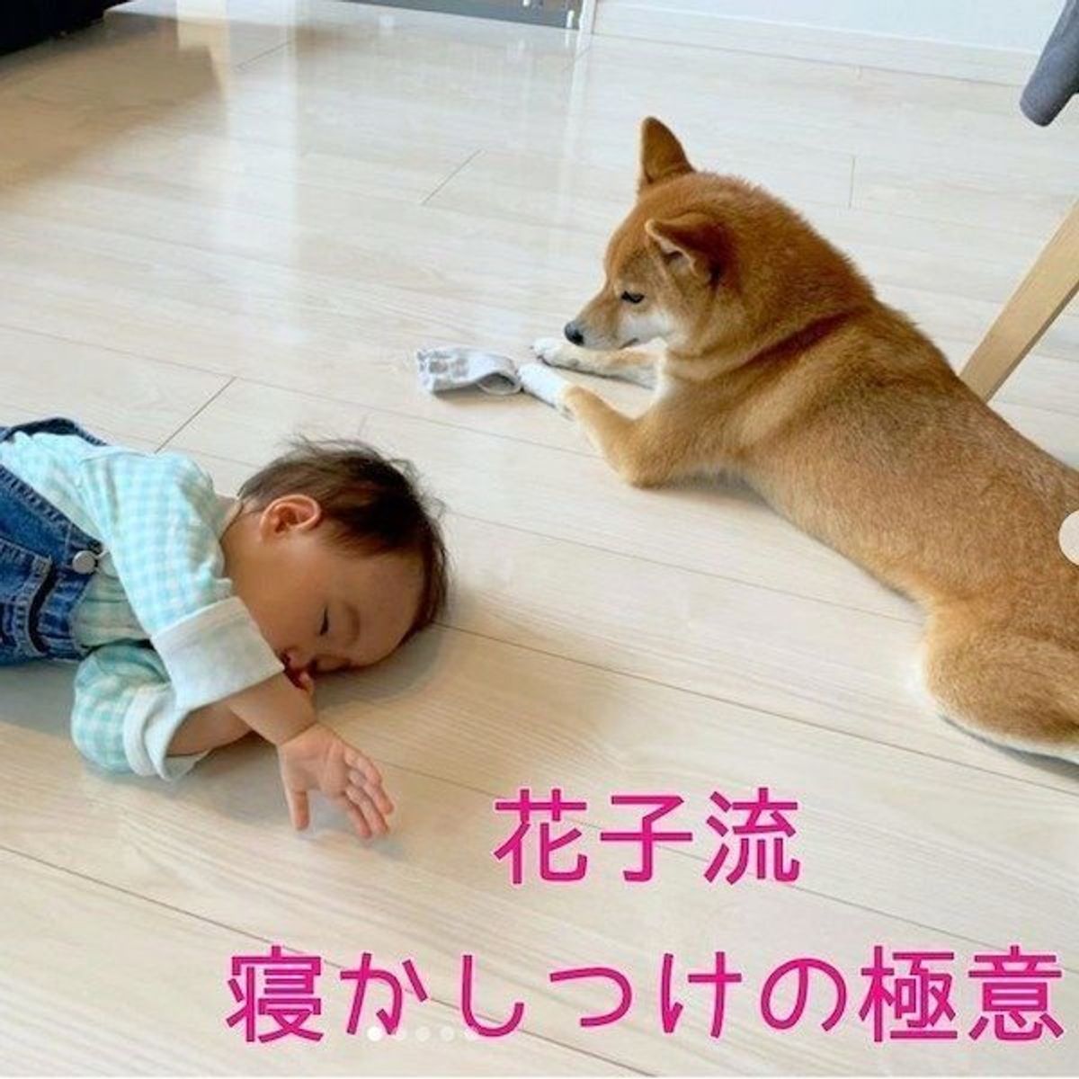 ベビーシッターをお願いしたい 犬流 寝かしつけの極意 にほっこり いぬのきもちweb Magazine ベビーシッターをお願いしたい 犬流 寝かしつけの極意 にほっこり いぬのきもちweb Magazine