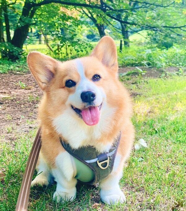 散歩を楽しむこてつくん