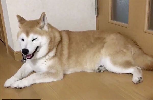 伏せをするロペさん