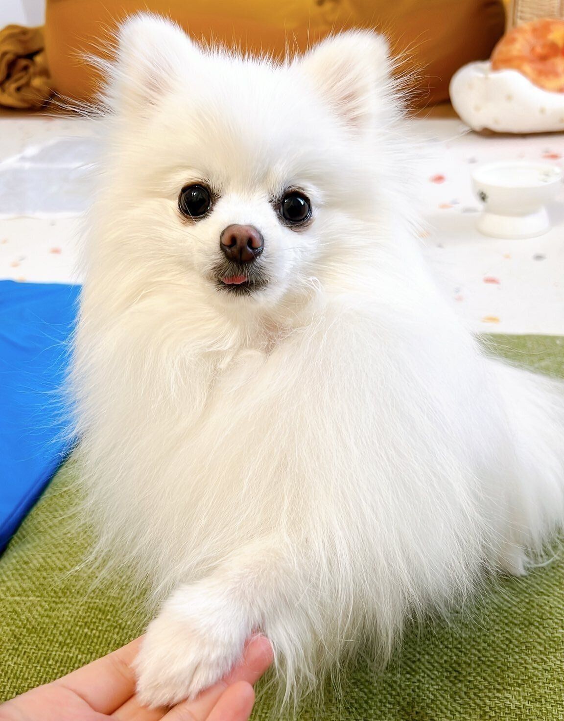 別の日の様子　オテをする太郎くん