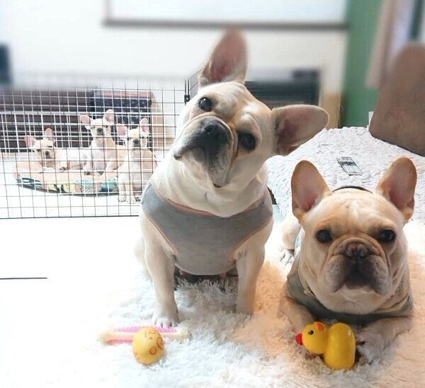 見つめるボブくん・イブちゃんfamily