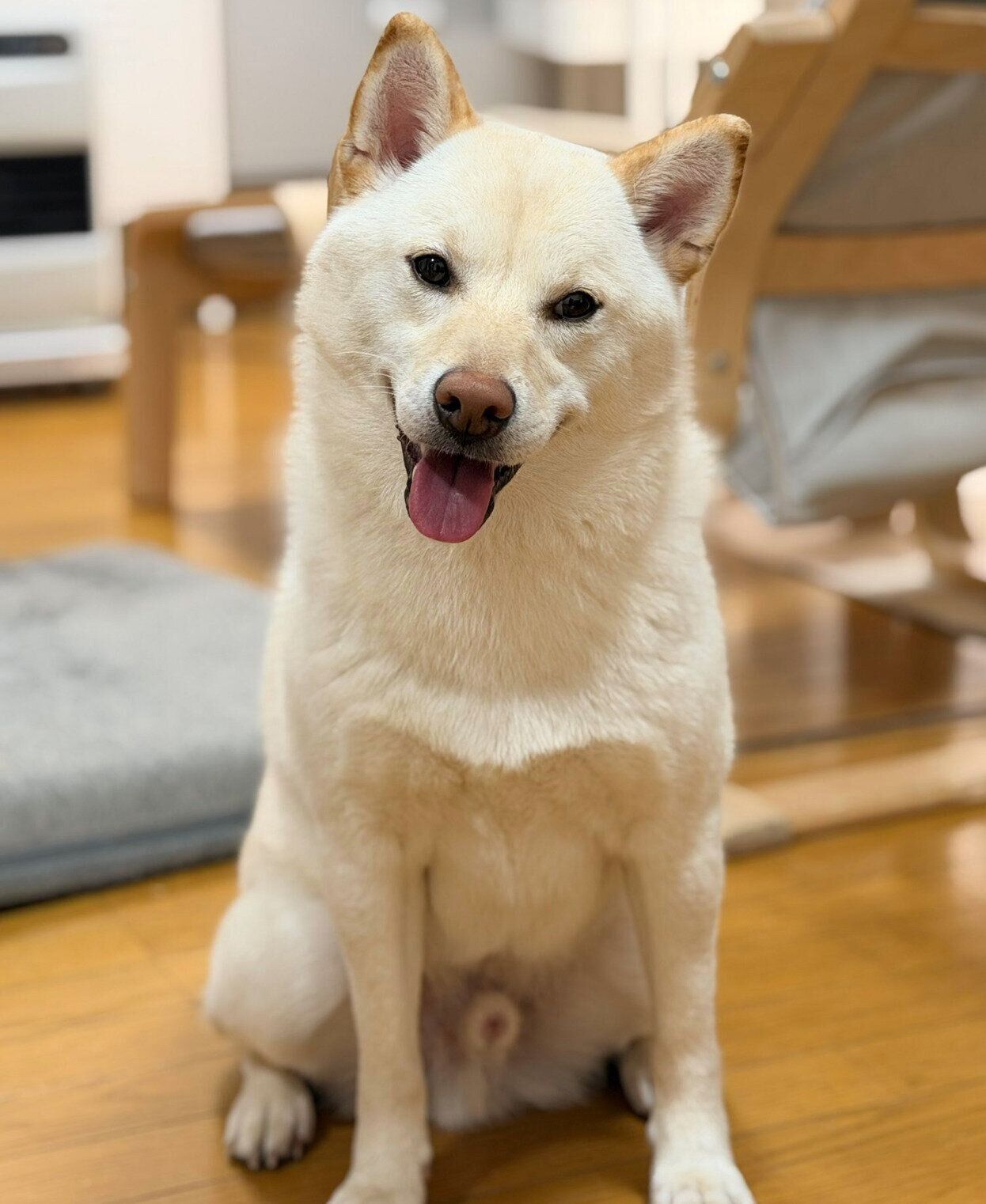立派に成長したらてくん
