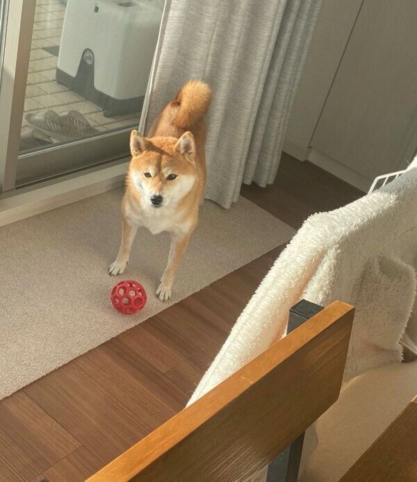 飼い主さんをボール遊びに誘うひるねちゃん