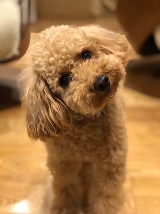 首をかしげるトイプードル