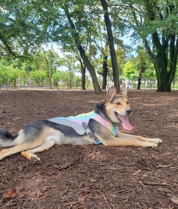 ドッグランを楽しむラックくん