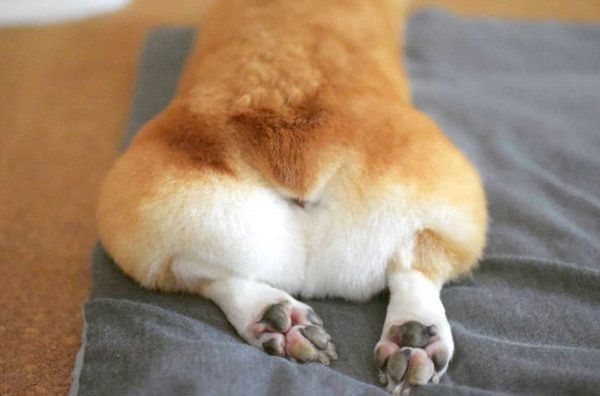 モフッとしたおしりが可愛いココロくん