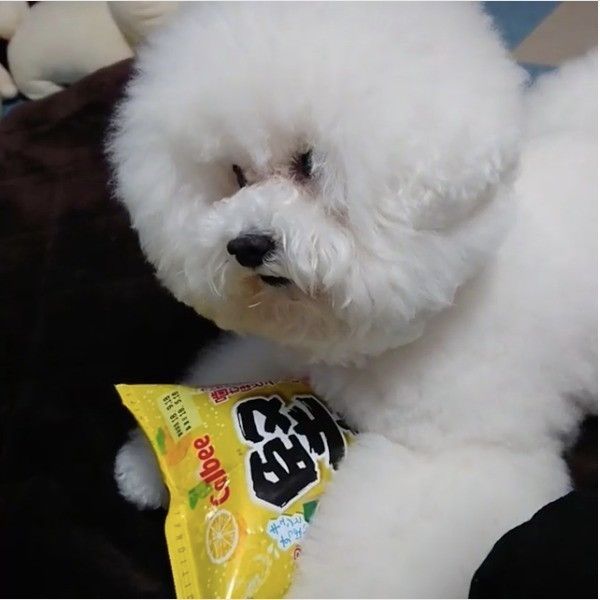 プンプンワンコ