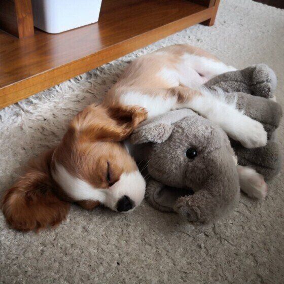 ぬいぐるみを抱えて眠るキャバリア・キング・チャールズ・スパニエルのTARTEくん