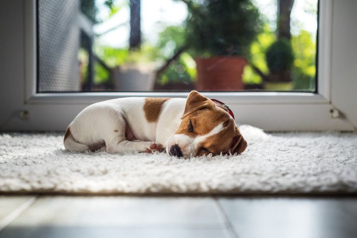 画像/iStock、Getty Images Plus
