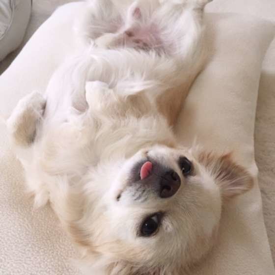 チワワのミントくん