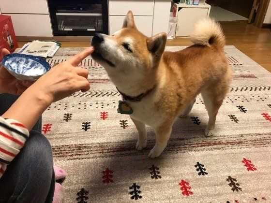 ヨーグルトでごきげんなコタローくん