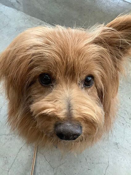 じっと見つめてくる犬