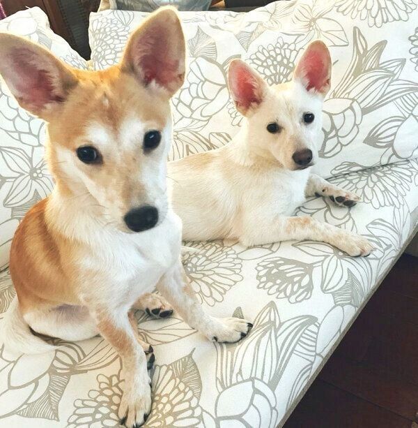 見つめる梅ちゃん、稀ちゃん