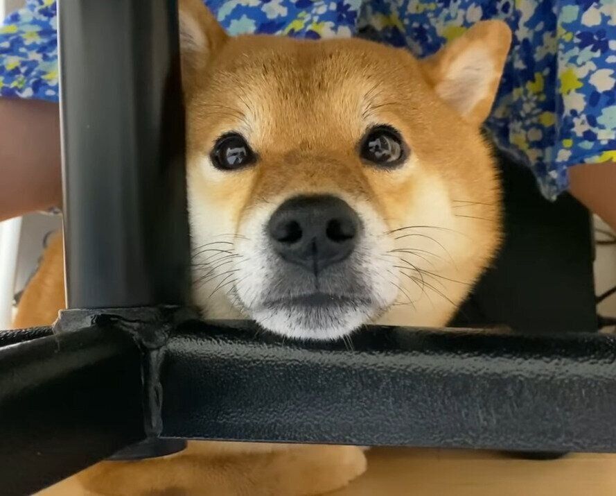 柴犬のお気に入りスポット